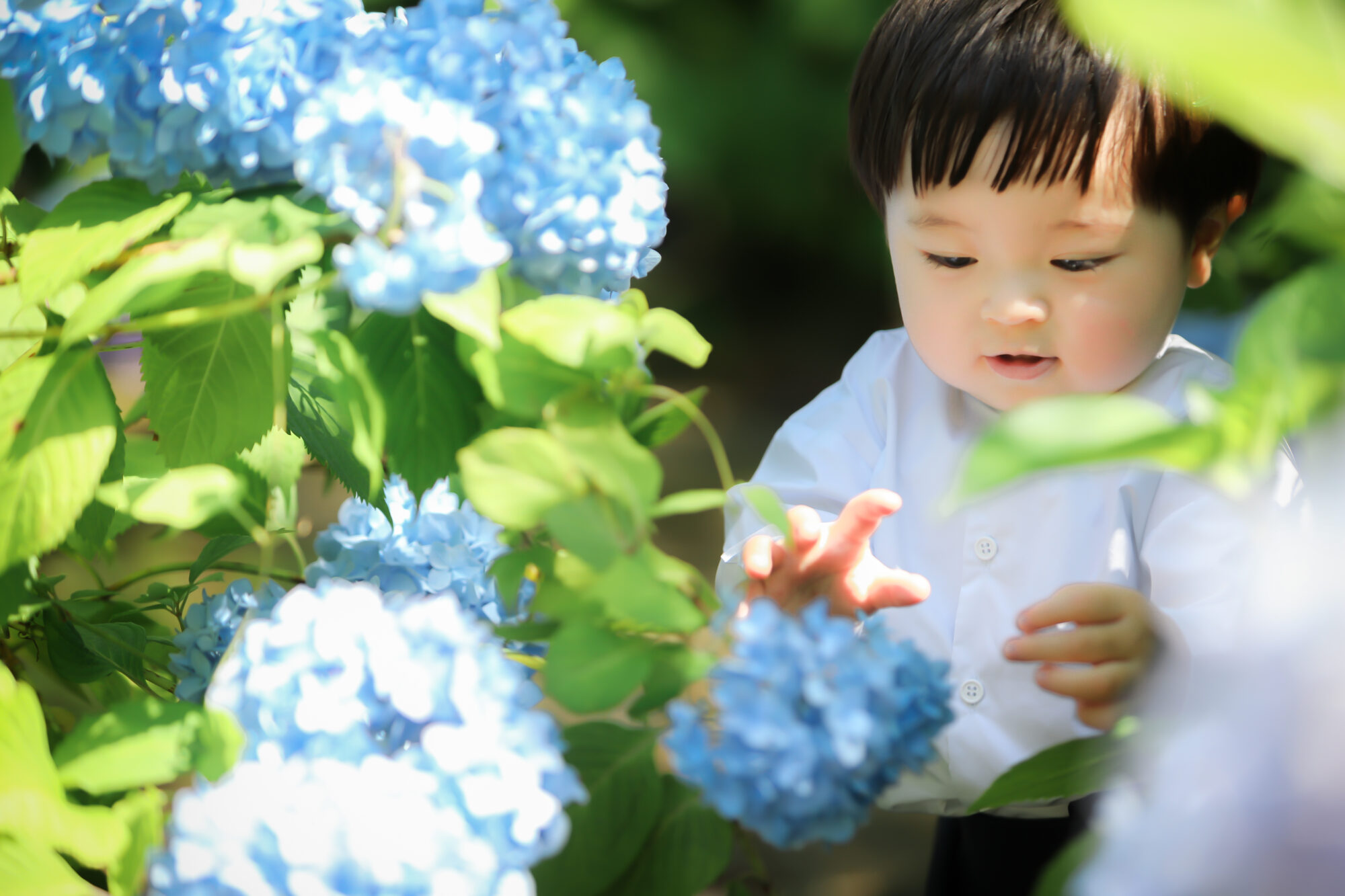 Reico photolife ロケーション撮影　出張撮影　紫陽花撮影