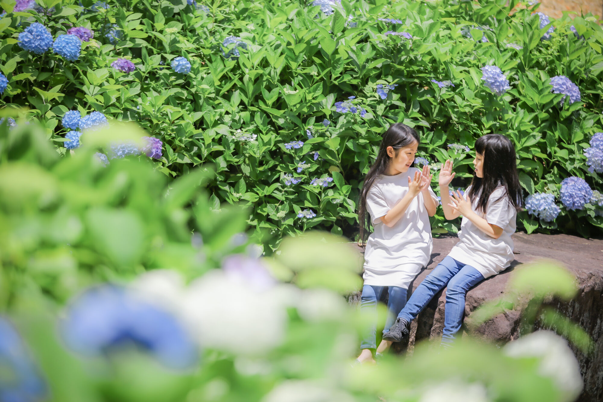 Reico photolife ロケーション撮影　出張撮影　紫陽花撮影